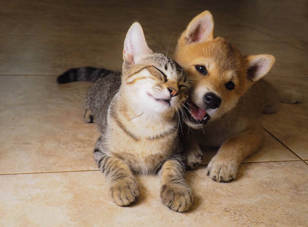 het puppy van shiba inu en zijn vriend grijze kat - cat and dog stockfoto's en -beelden