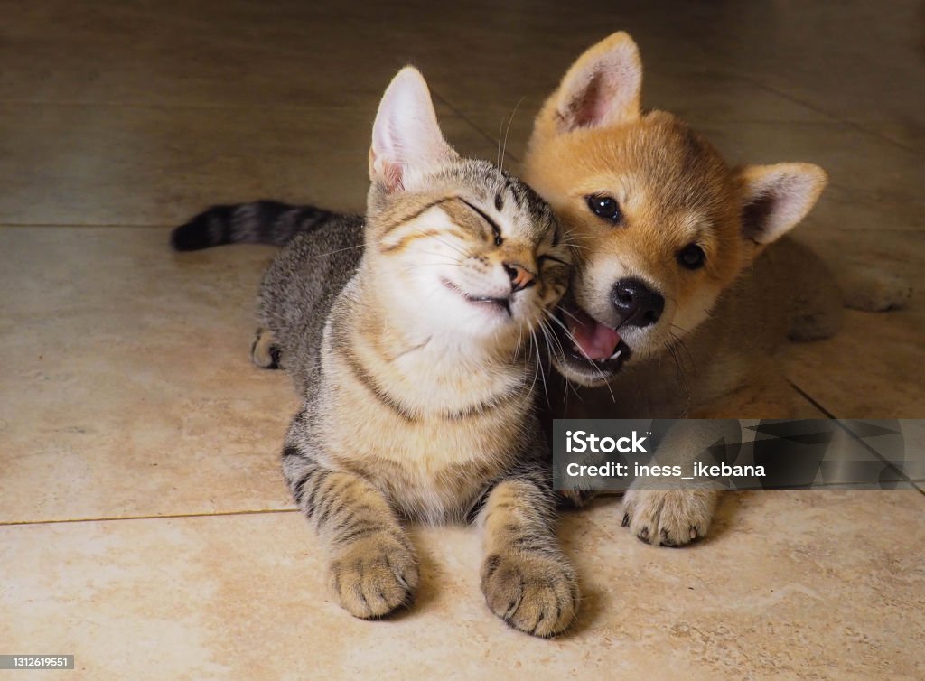 Shiba Inu puppy and his friend grey kitty Domestic Cat Stock Photo