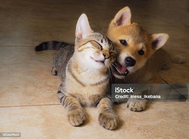 Shiba Inu Puppy And His Friend Grey Kitty Stock Photo - Download Image Now - Domestic Cat, Dog, Puppy
