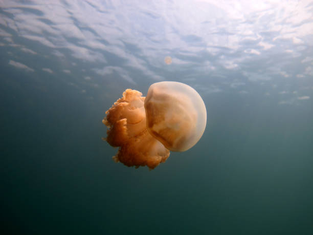 istock Jellyfish in the lake. 1312619601