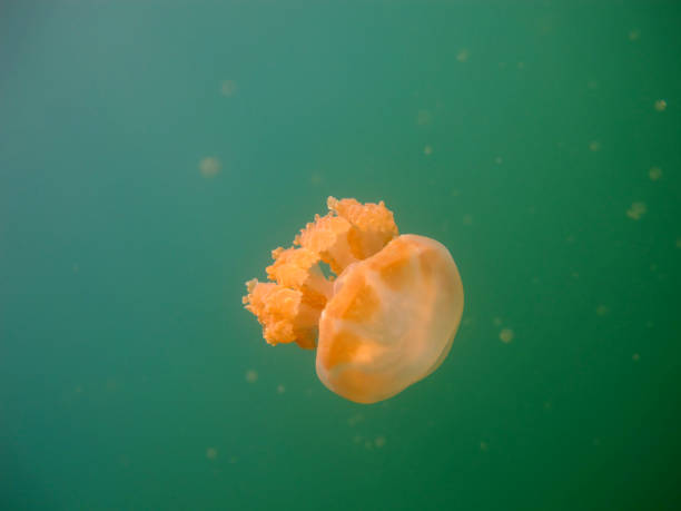 istock Jellyfish in the lake. 1312619604