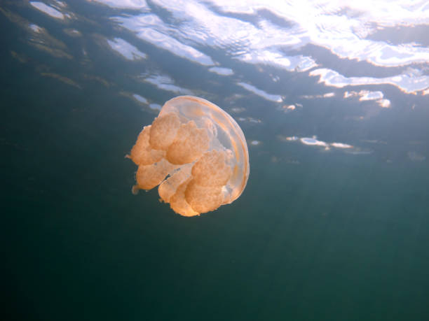 istock Jellyfish in the lake. 1312619612