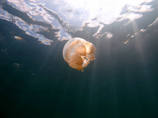 istock Jellyfish in the lake. 1312619614