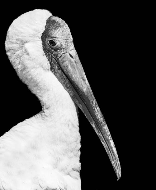 large beaked bird , pelican