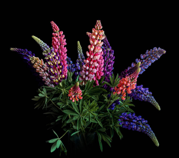 istock Lupine flowers bouquet on black background 1312622567