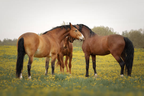 istock Three horses playing in the meadow 1312623797