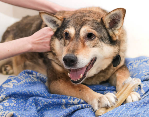 istock a dog  chews on a treat (chewing bone) 1312624156