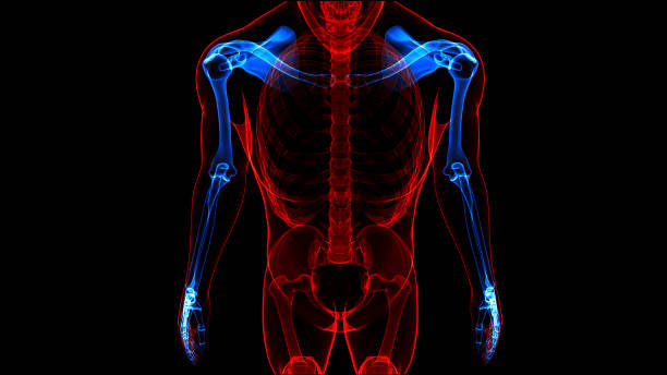human skeleton system upper limbs bone joints anatomy - human upper body xray imagens e fotografias de stock