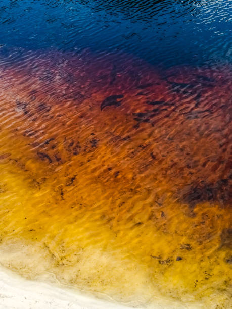 istock Fish in the lake 1312626009