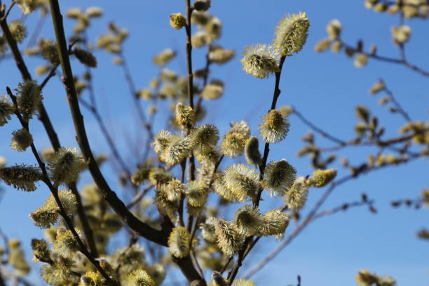 istock Pussy willow in bloom in close up 1312626113