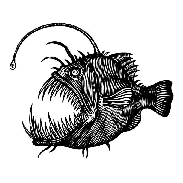 illustrazioni stock, clip art, cartoni animati e icone di tendenza di pesci pescatore, lophiiformes, illustrazione vettoriale. una collezione di pesci. - anglerfish