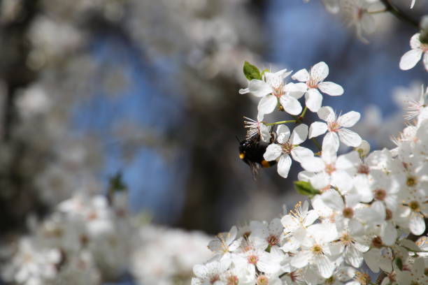 istock Bumble Bee collecting nectar from a blossom of a plum tree 1312627247