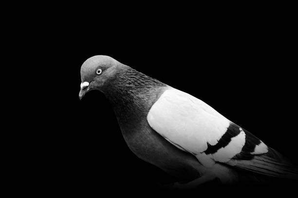 istock Pigeon bird , animal black white 1312628568