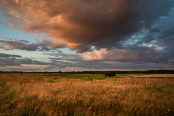 istock A wild meadow with tall grasses and a colorful evening cloud 1312628915