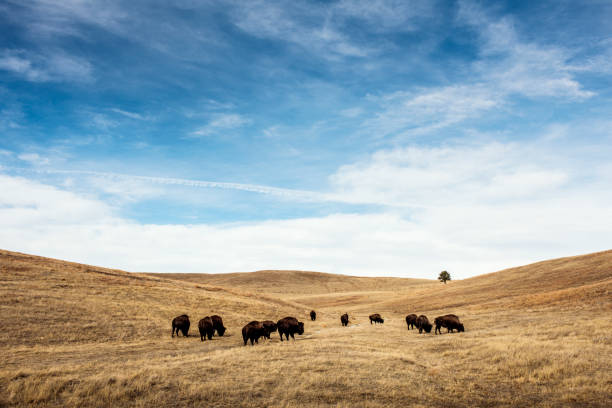 büffelweide im custer state park - american bison stock-fotos und bilder