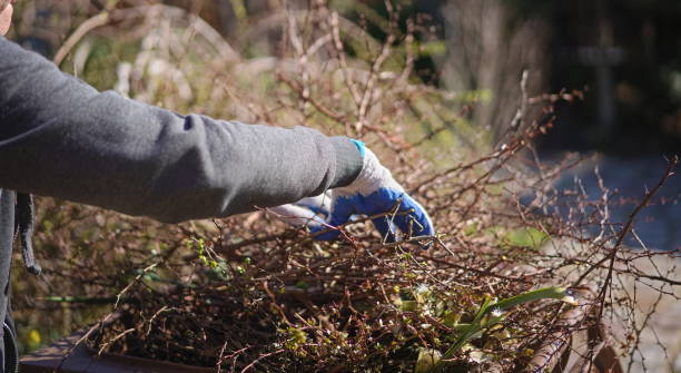 istock A man in gloves throws the cut, barbed branches to the container in the yard 1312631548