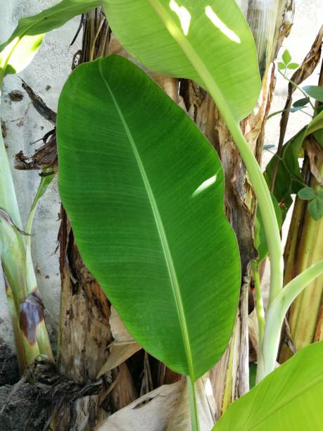 istock Green leaf of​ banana 1312632249