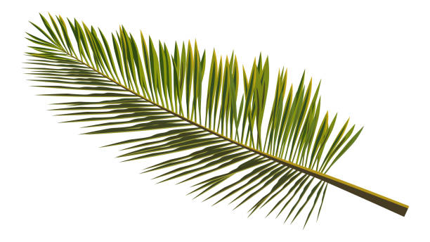 istock Colored realistic palm leaves isolated on white. Branch of palm tree for composing a collage. Vector illustration. 1312632289