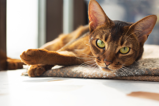 portrait of an Abyssinian cat, lying on the floor in the sunlight