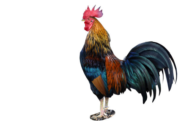 istock The fighting cock on white background have path (Focus eye) 1312634851