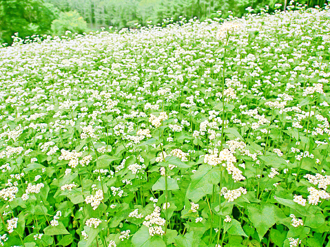 White flowers in the buckwheat field