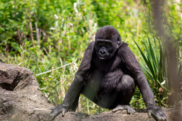 juvenile western lowland gorilla squatting and staring towards viewer - gorilla zoo animal silverback gorilla imagens e fotografias de stock