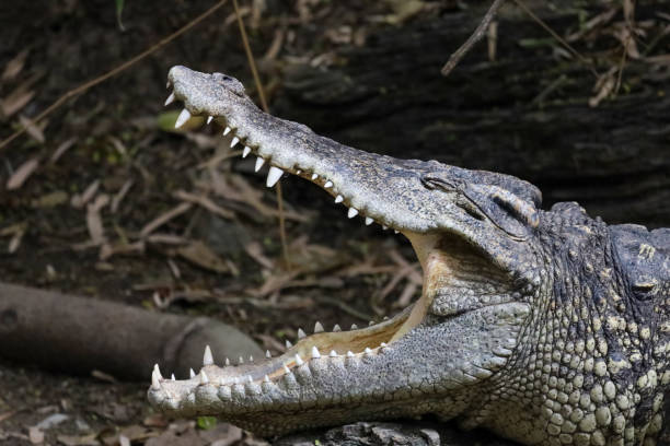 istock Close up head crocodile is show mouse in thailand. (focus eye) 1312634946