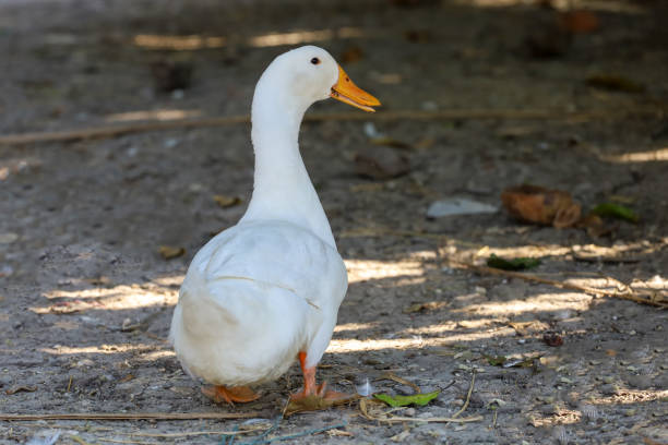 istock The white duck in summer at farm thailand 1312634961