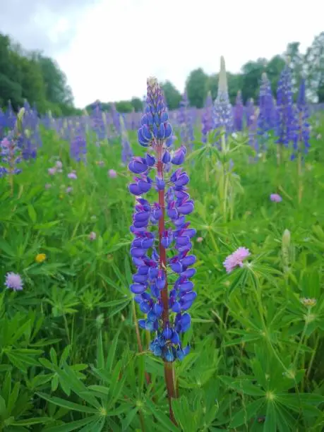 Flower, Lupine, Flowers, purple flower meadow, Lupin meadow