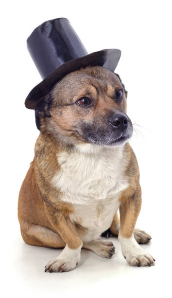 istock Puppy in a top hat. 1312636122