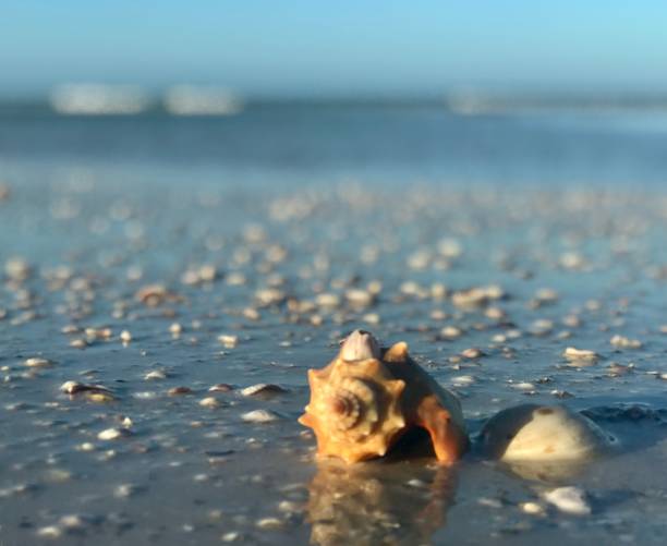 istock beach seashells florida coast clearwater 1312638163