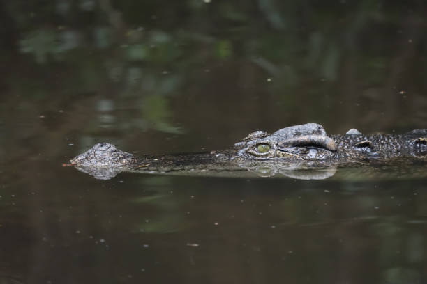 istock Close up head crocodile is show head in river 1312638166