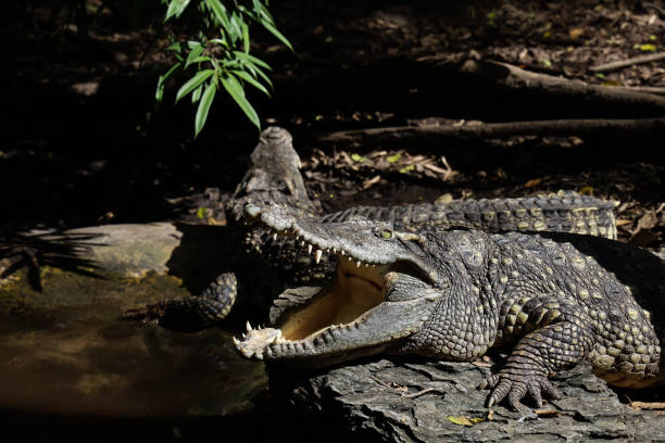 istock Close up head crocodile is show mouse in thailand. (focus eye) 1312638296