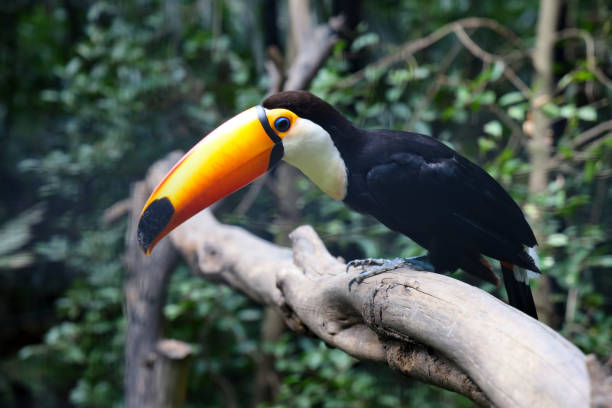 istock The toco toucan bird on the wood tree in forest 1312638327