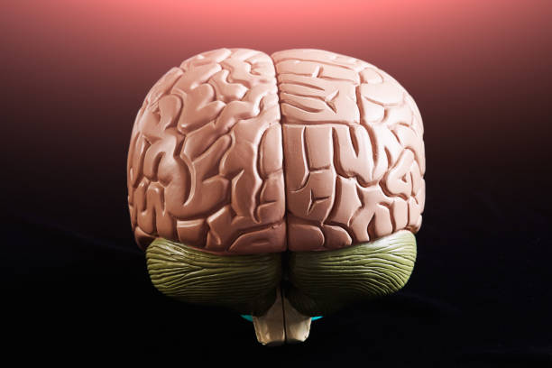 istock Anatomical model of a human brain, brightly lit in pink 1312638342