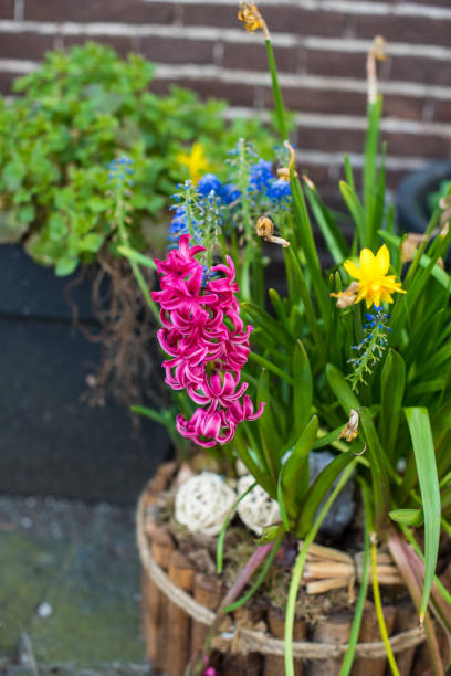 istock spring green plants in Amsterdam 1312638349