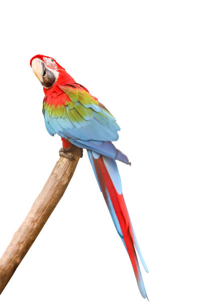 istock The red macaw parrot bird on white background have path 1312638357