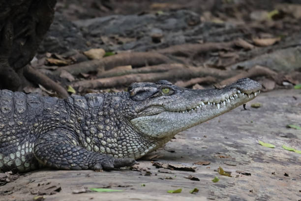 istock Close up crocodile is sleep and rest in garden 1312638456