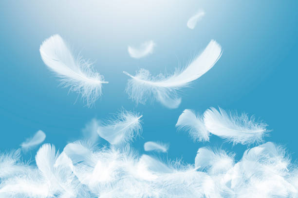 istock Beautiful Soft and Light Group of White Feathers Falling in The Air. 1312639125