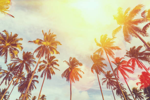 istock Tropical palm tree with sun light on sunset sky and cloud with colorful bokeh abstract background. 1312639877