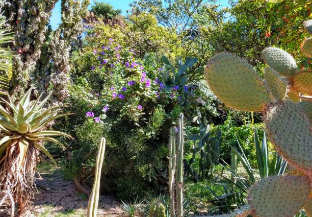 istock Cacti in Buenos Aires 1312639886