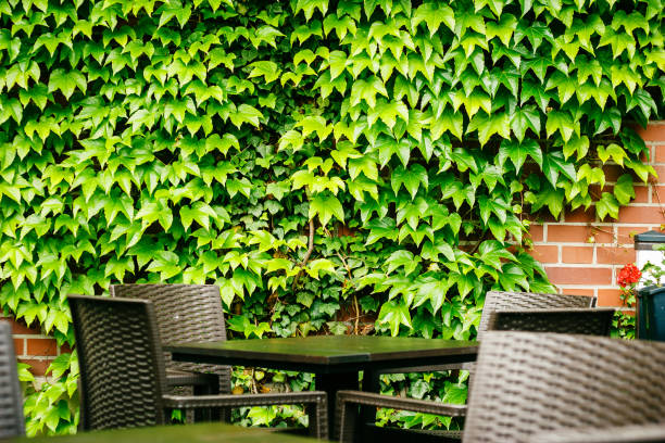 istock Green grape wall with ivy (Hedera helix) in empty street cafe 1312639920
