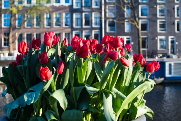 istock Amsterdam tulips and daffodils in April 1312641123