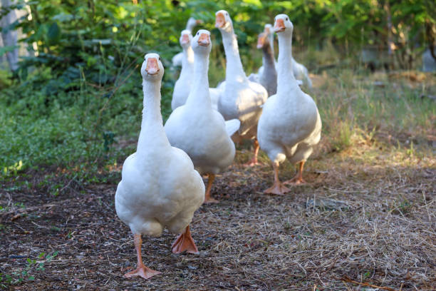 Group white goose is walking in garden