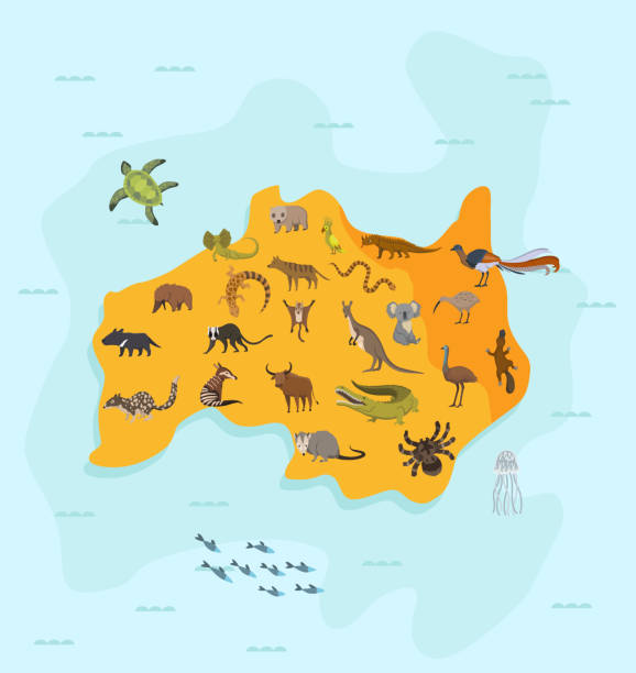 tierkarte von australien. naturfauna kartographie konzept . geographische karte mit lokaler fauna. kontinent mit säugetieren und meeresleben. vektor-illustration im kinderstil - koala australia animal isolated stock-grafiken, -clipart, -cartoons und -symbole