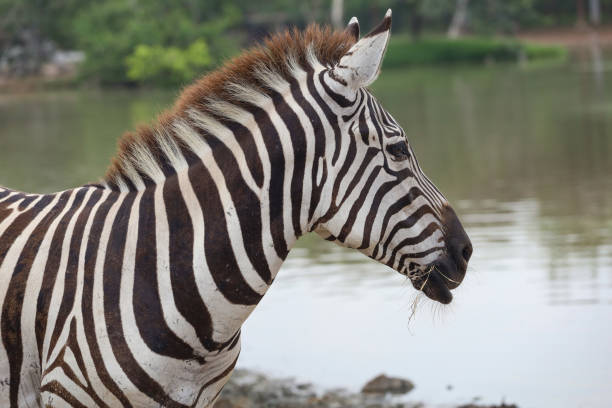 istock Close up head The burchell zebra in national park 1312641462