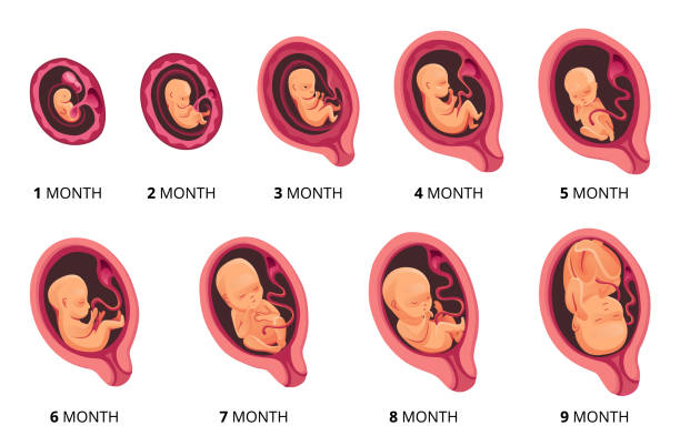 embryo-monat-stadium-wachstum, fetale entwicklung vektor flache infografik-symbole. medizinische illustration des fötuszyklus von 1 bis 9 monate bis zur geburt - fetus stock-grafiken, -clipart, -cartoons und -symbole