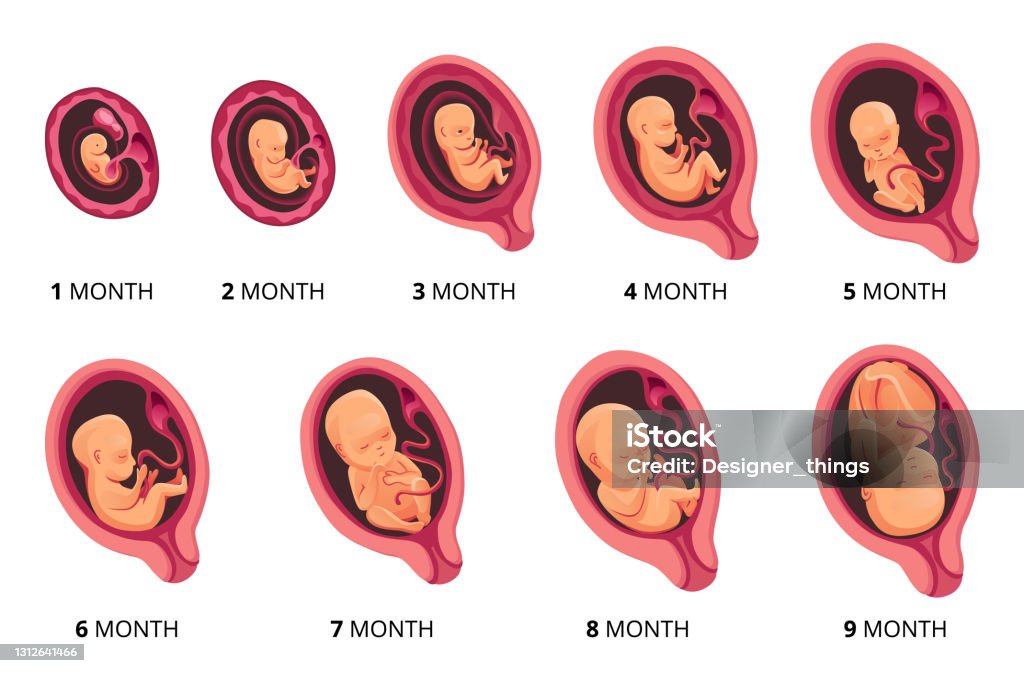 배아 월 단계 성장 태아 발달 벡터 플랫 인포그래픽 아이콘 태아 주기의 의학 삽화 1 받는 달 에서 9 달 출생 태아기에 대한 ...
