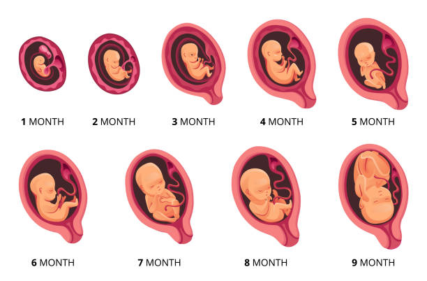 Embryo month stage growth, fetal development vector flat infographic icons. Medical illustration of foetus cycle from 1 to 9 month to birth Embryo month stage growth, fetal development vector flat infographic icons. Medical illustration of foetus cycle from 1 to 9 month to birth. fetus stock illustrations