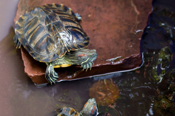 de cerca la tortuga slider de orejas rojas es mascota y permanecer en la roca y en el agua - emídidos fotos fotografías e imágenes de stock